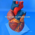 ISO Advanced Anatomical Heart model, Medical Heart model